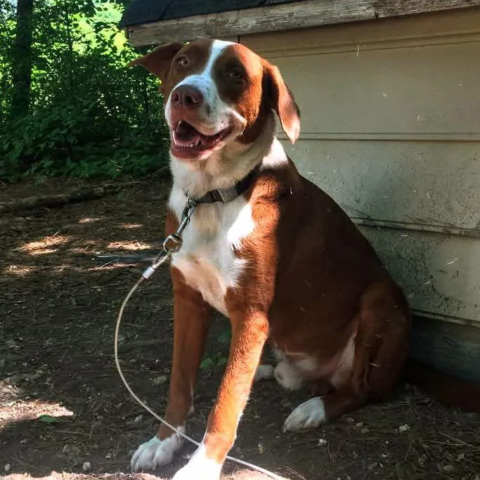 Clifford thumbnail 3