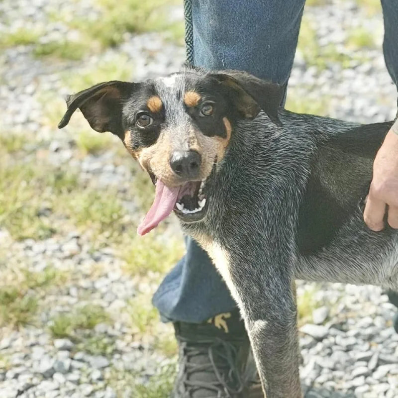 An adult medium-sized male Black Bluetick Coonhound dog named Sam for adoption in Washington, DC