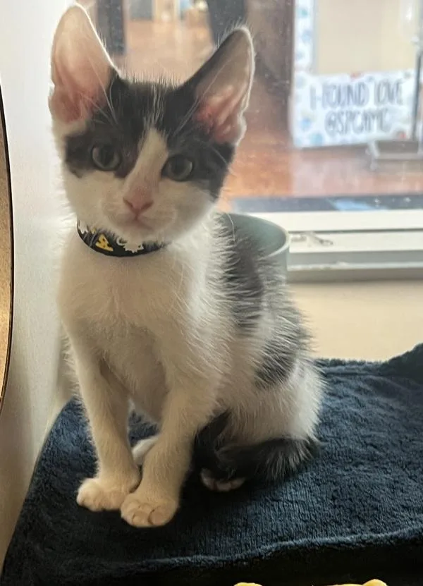 Otis