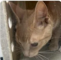 An adult medium-sized female Domestic Short Hair cat named Diesel for adoption in West Chester, PA