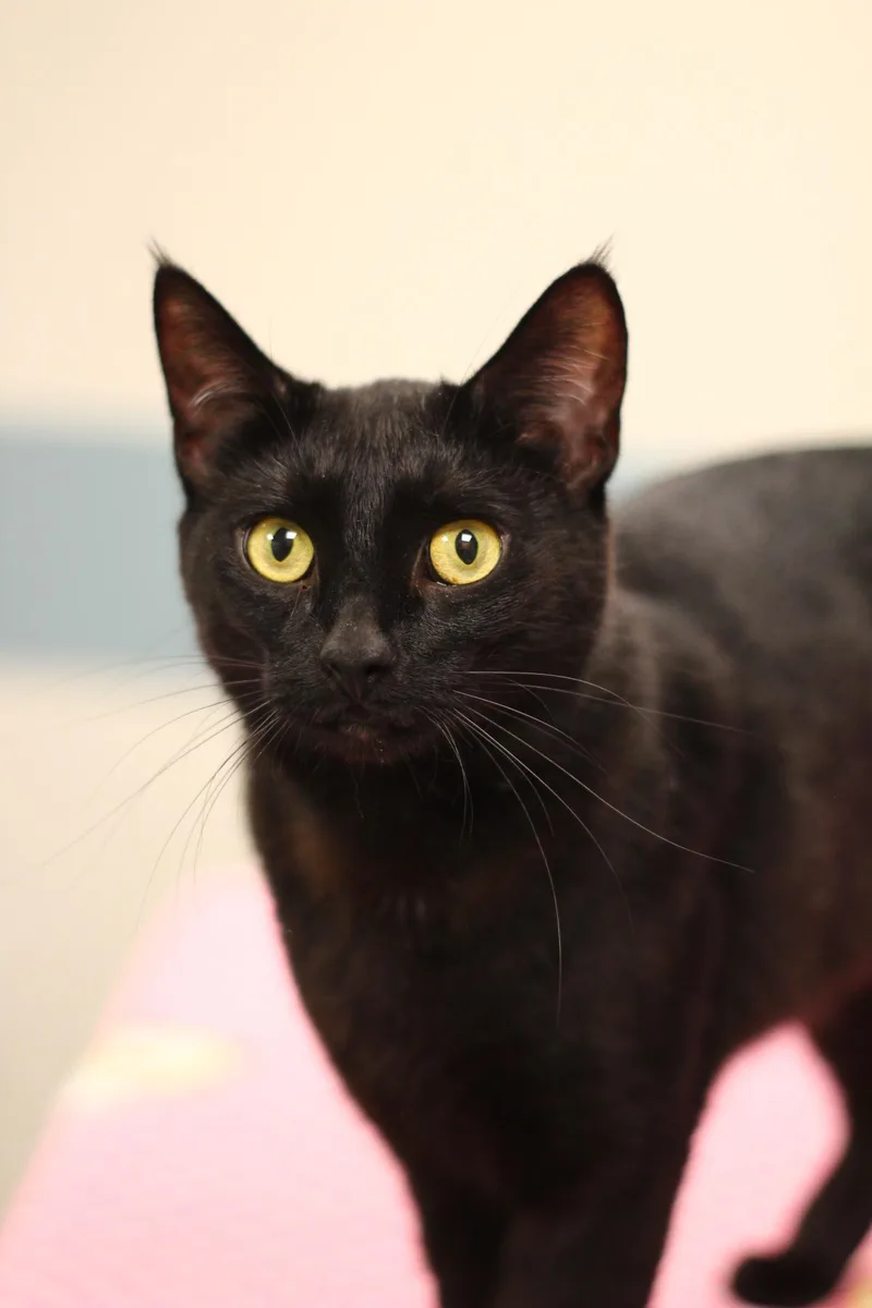 An adult medium-sized female Domestic Short Hair cat named Celeste for adoption in Toledo, OH