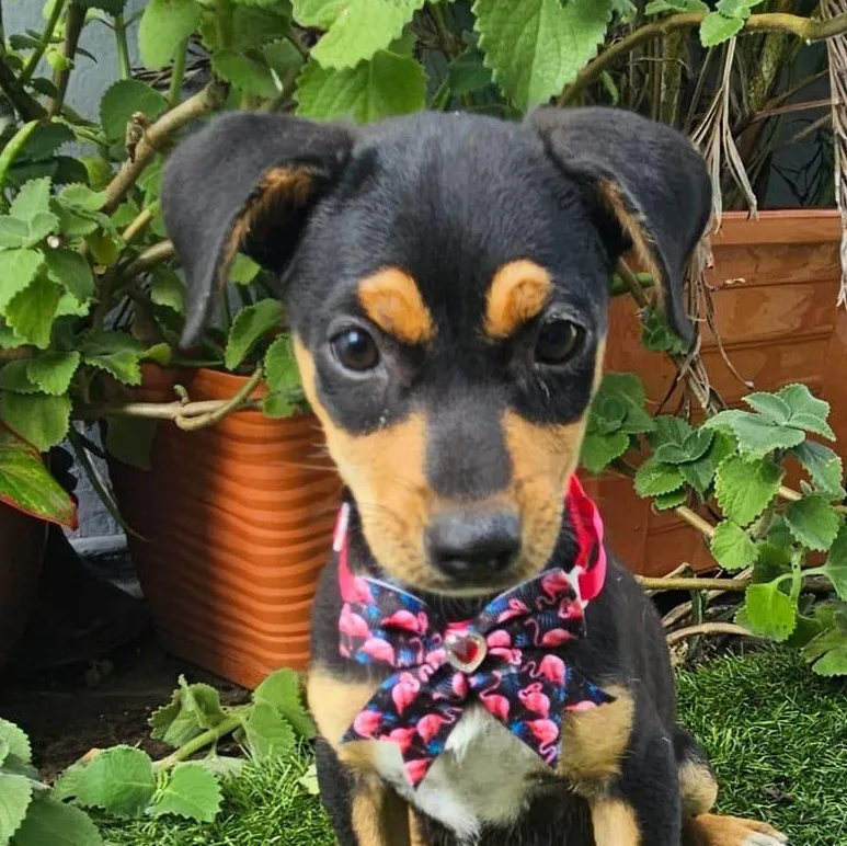 A baby medium-sized female Brown / Chocolate Miniature Pinscher dog named Kali for adoption in New York, NY
