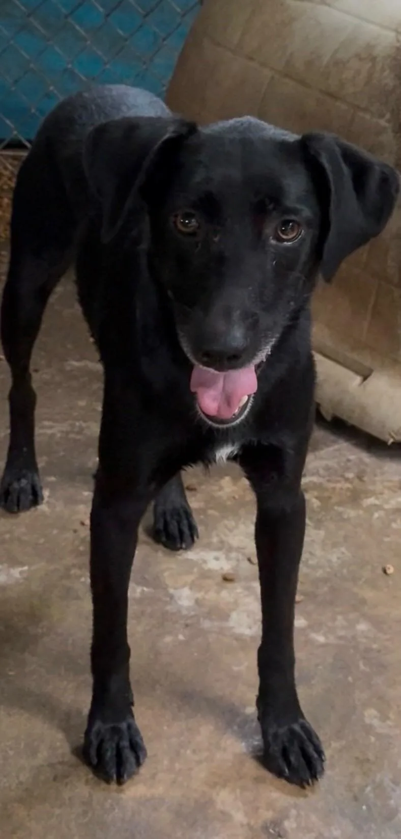 A young medium-sized female Black Labrador Retriever dog named Jasmine for adoption in Fosters, AL
