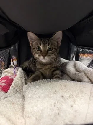 A baby small-sized female Domestic Short Hair cat named Annabelle for adoption in Atlanta, GA