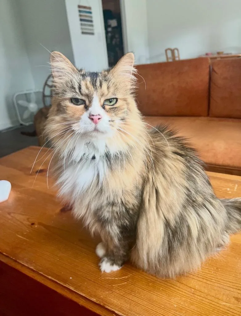 A senior large-sized female Domestic Long Hair cat named Izzy for adoption in warrenville, SC