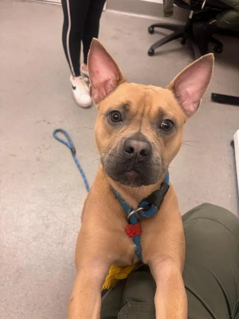 A young medium-sized female Pit Bull Terrier dog named Leapfrog for adoption in San Francisco, CA