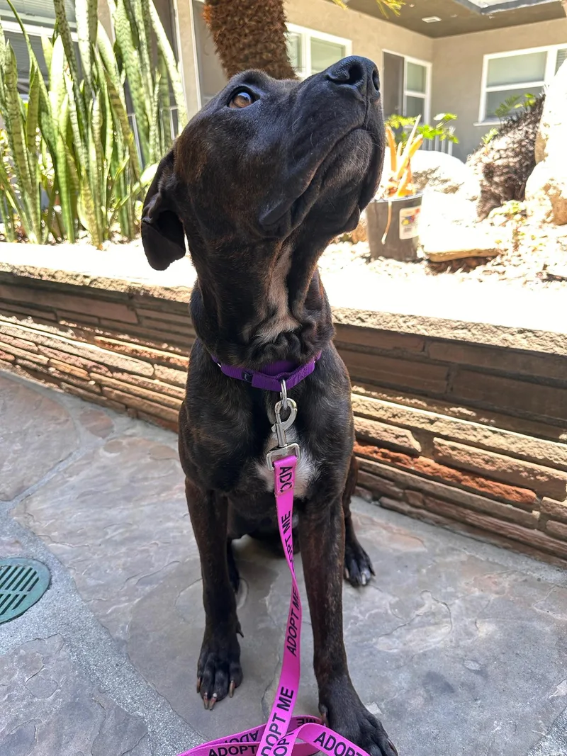 An adult medium-sized male Shepherd dog named Milton for adoption in santa monica, CA