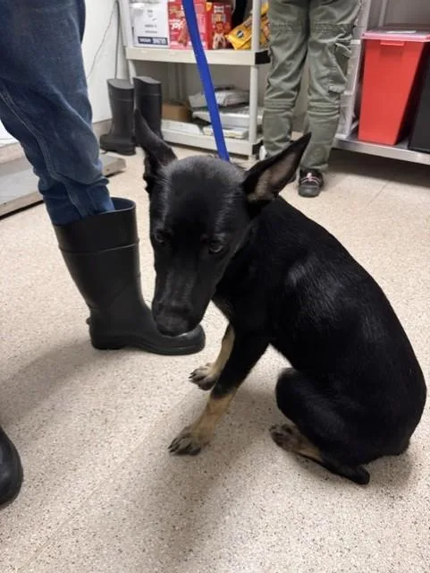 A young medium-sized female Black Belgian Shepherd / Malinois dog named Ava URGENT for adoption in Thousand Oaks, CA