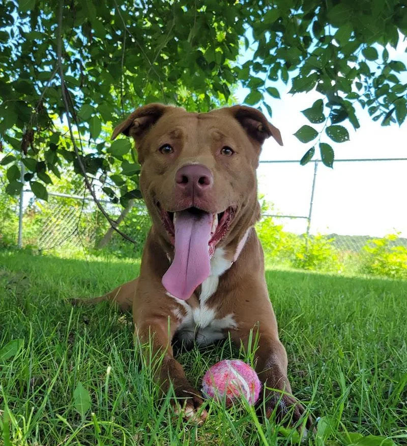 An adult large-sized female Brown / Chocolate Labrador Retriever dog named Tessa for adoption in Lisbon, OH