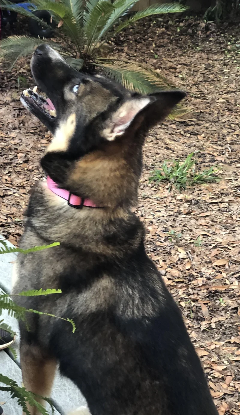 An adult large-sized female Husky dog named Gypsy for adoption in Magnolia Springs, AL