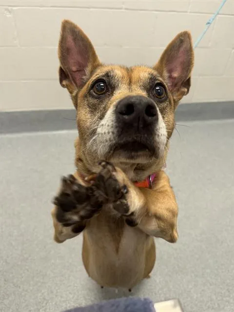 An adult medium-sized female Pit Bull Terrier dog named Lulu for adoption in Indianapolis, IN