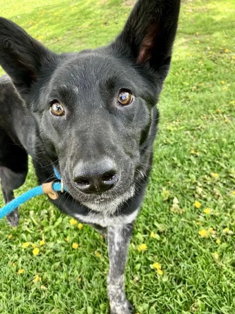 An adult medium-sized male Border Collie dog named Dion for adoption in Albuquerque, NM