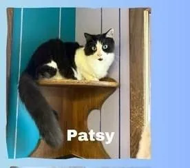 Patsy