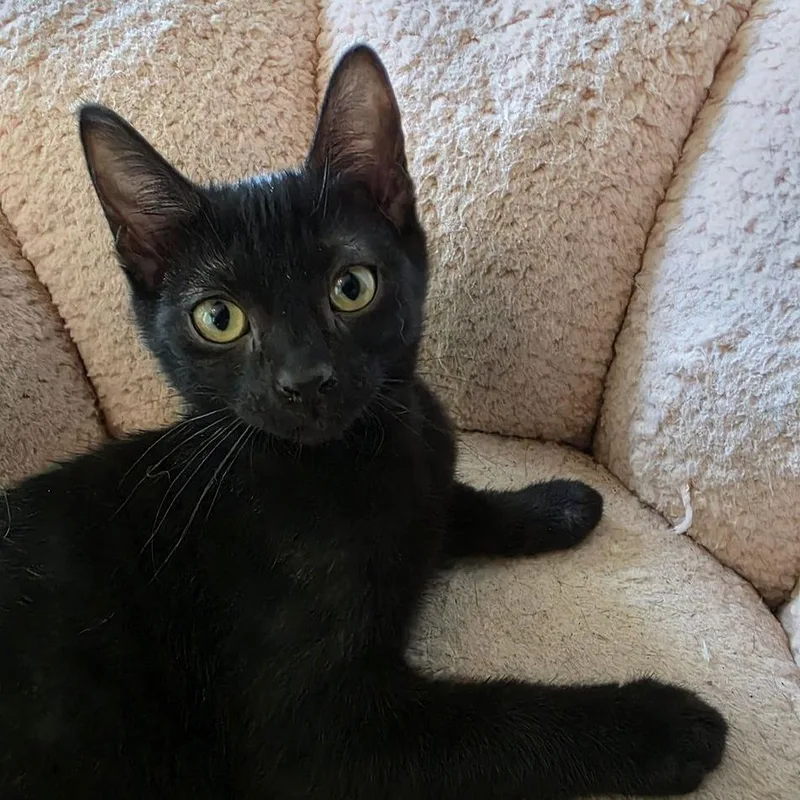 A baby small-sized female Black Domestic Short Hair cat named Selena for adoption in Marietta, GA