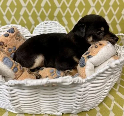 A baby small-sized male Mixed Breed dog named Canyon for adoption in Lawrenceville, GA