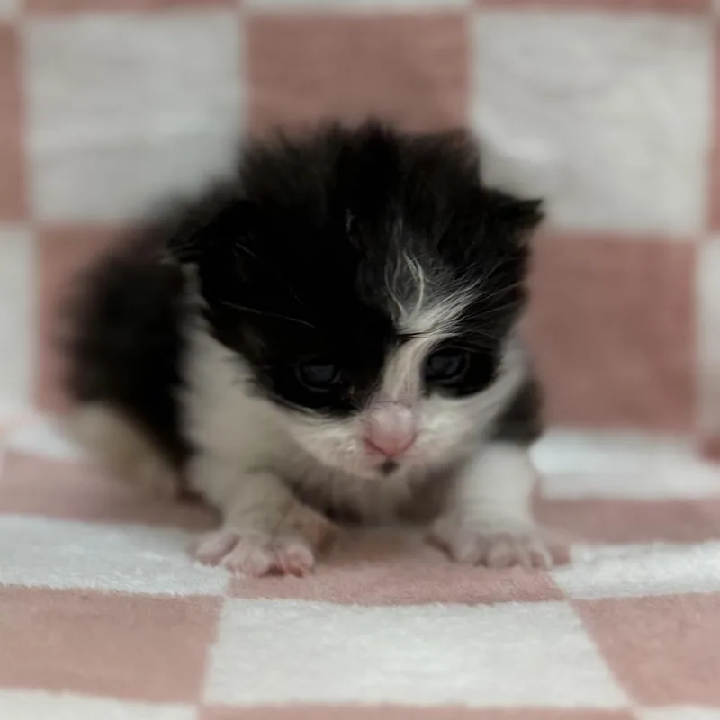 A baby small-sized female Black Domestic Short Hair cat named Jayme for adoption in Lynchburg, VA