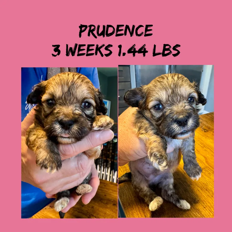 A baby small-sized female Maltese dog named Prudence for adoption in Maiden, NC