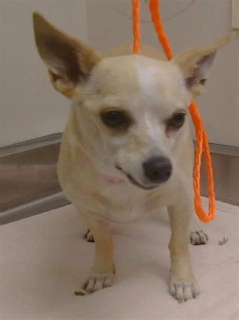An adult small-sized female Chihuahua dog named Muffin for adoption in Sacramento, CA