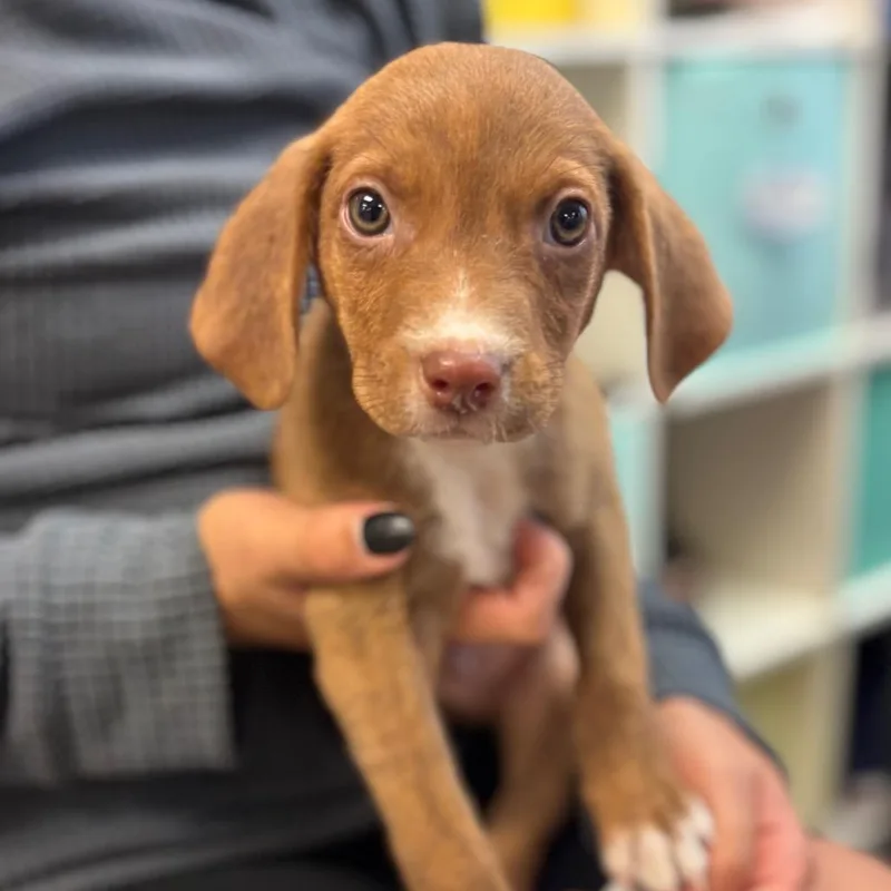A baby small-sized male White / Cream Mixed Breed dog named Edward for adoption in Springboro, OH