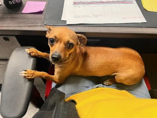 Princess Belle thumbnail 2