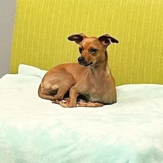 Princess Belle thumbnail 3