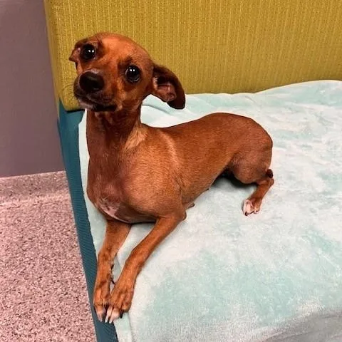 Princess Belle thumbnail 4