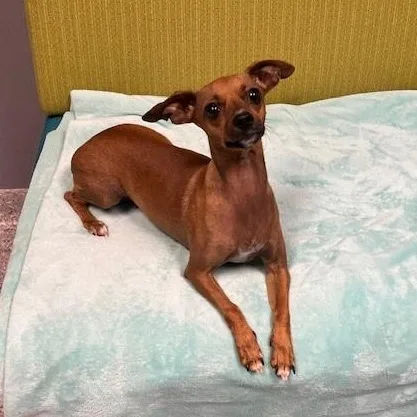 Princess Belle thumbnail 5