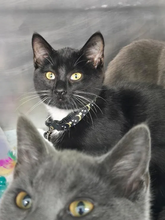 A young medium-sized female Black & White / Tuxedo Domestic Short Hair cat named Lyndsy for adoption in Mount Vernon, OH