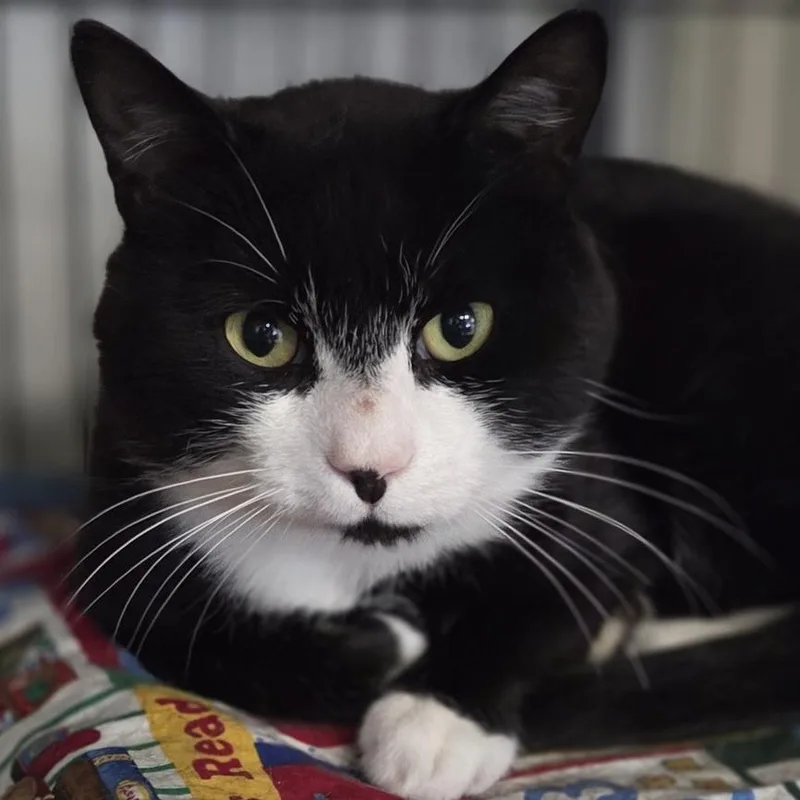 An adult large-sized male Black Domestic Short Hair cat named Ham for adoption in Pittsford, VT