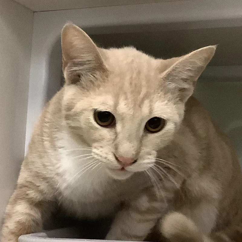 A young medium-sized male Orange / Red Domestic Short Hair cat named Brain for adoption in Redwood City, CA