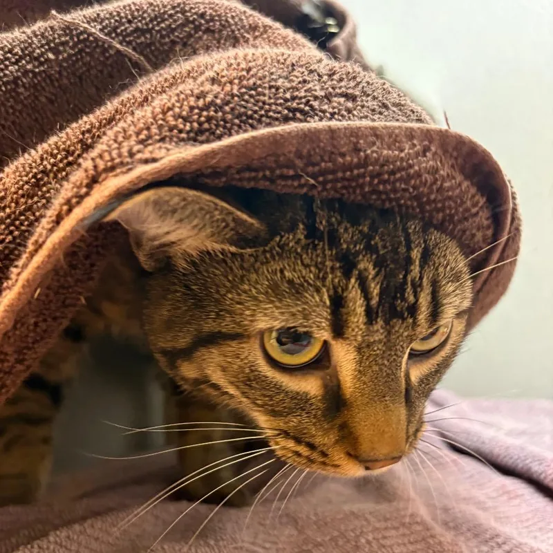 A young large-sized male Brown / Chocolate Domestic Short Hair cat named Dylan for adoption in Pittsburgh, PA