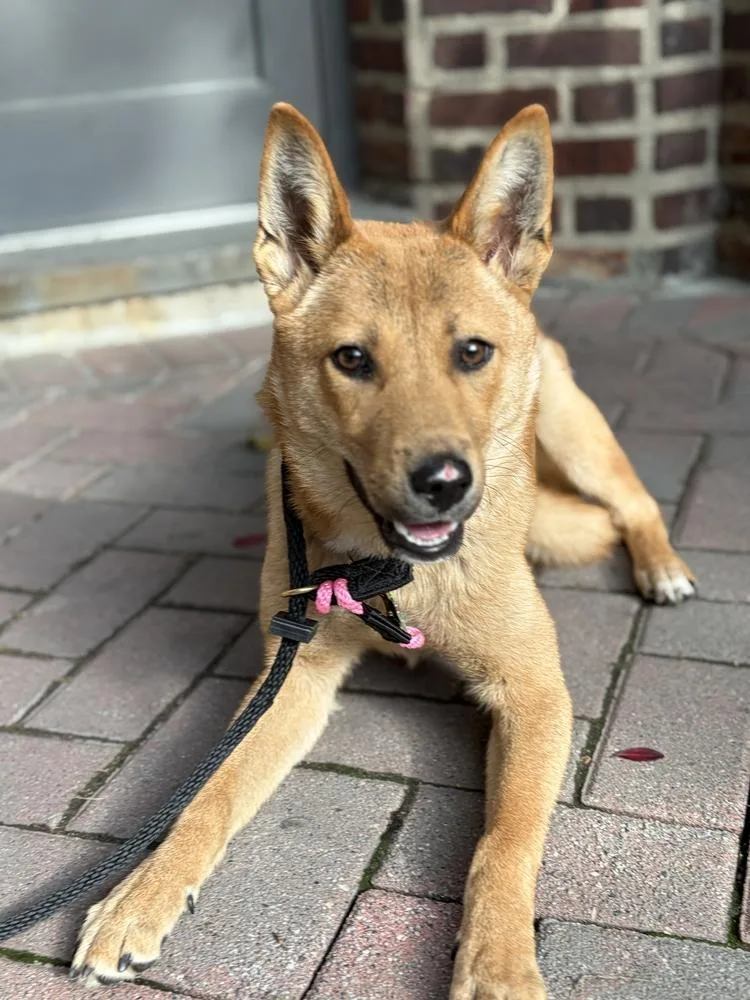 A baby medium-sized female Jindo dog named Mia for adoption in Long Island City, NY