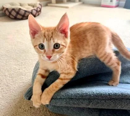 A baby small-sized male Orange / Red Domestic Short Hair cat named Waylon for adoption in Kansas City, MO