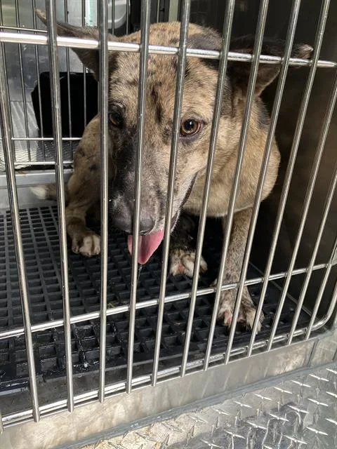 An adult large-sized male Mixed Breed dog named Scotty for adoption in Dallas, TX