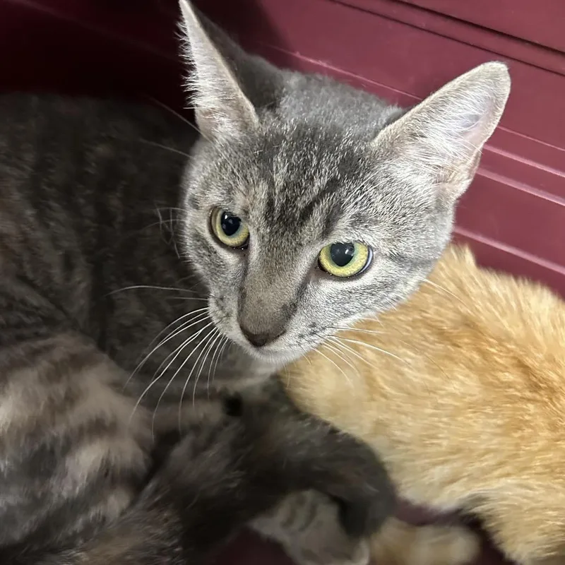 A baby small-sized female Tortoiseshell Domestic Short Hair cat named Velvet for adoption in League City, TX
