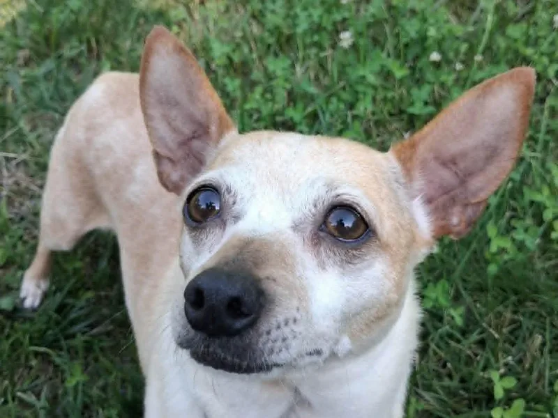An adult small-sized female Chihuahua dog named Trixie for adoption in Cookeville, TN