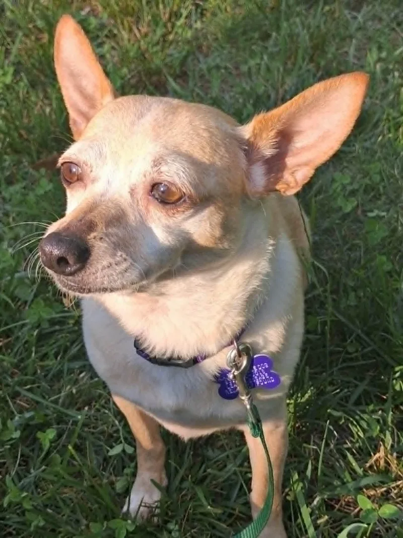 Trixie thumbnail 3