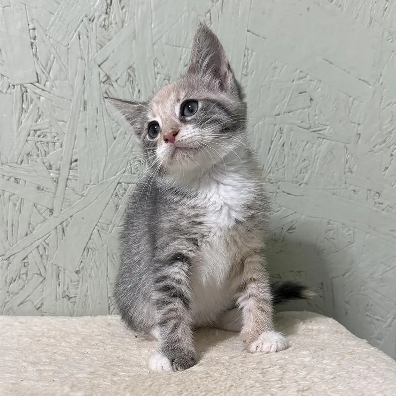 A baby small-sized female Domestic Short Hair cat named Praline for adoption in Cumming, GA