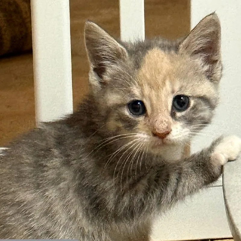 Praline thumbnail 6
