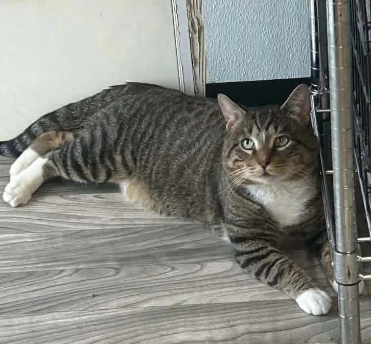 An adult medium-sized male Tabby (Tiger Striped) Domestic Short Hair cat named Gibby for adoption in Acushnet, MA