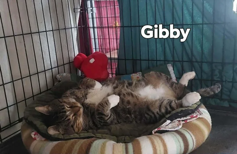 Gibby thumbnail 3