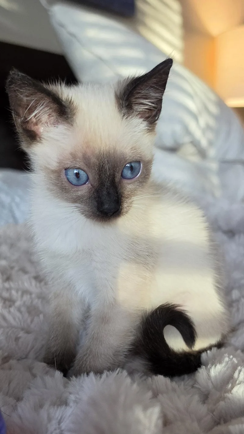 A baby medium-sized female Buff / Tan / Fawn Siamese cat named Enya for adoption in Campbell, CA