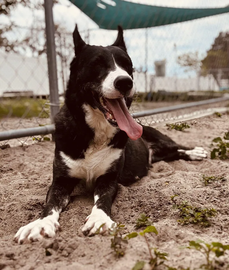 An adult medium-sized female Black Mixed Breed dog named Ladybird for adoption in New Port Richey, FL