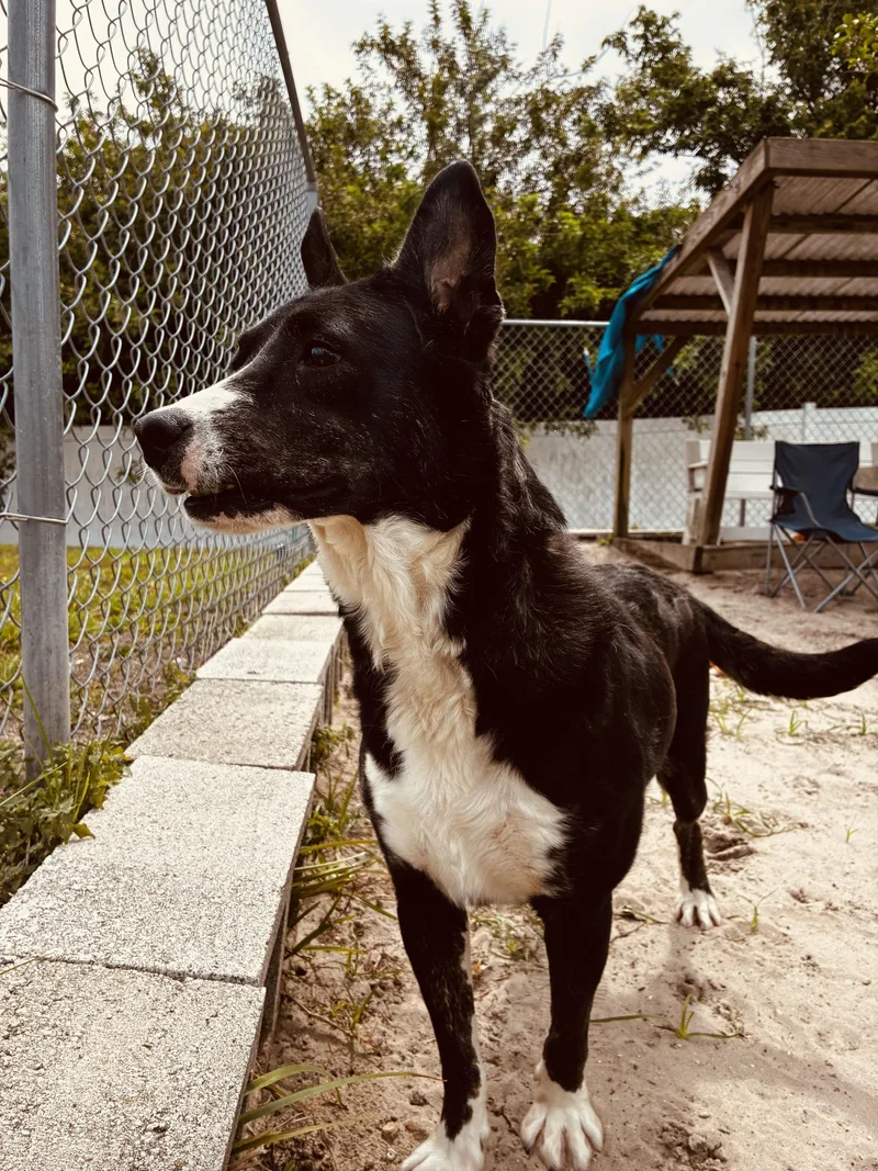 Ladybird thumbnail 2