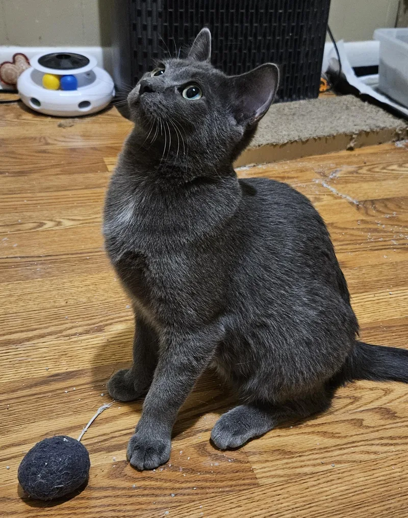 A young medium-sized female Gray / Blue / Silver Domestic Short Hair cat named Blue for adoption in Milwaukee, WI
