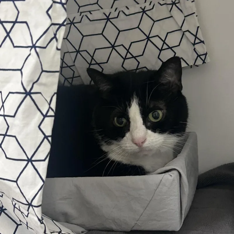 A senior large-sized female Black Domestic Short Hair cat named Lola for adoption in Philadelphia, PA