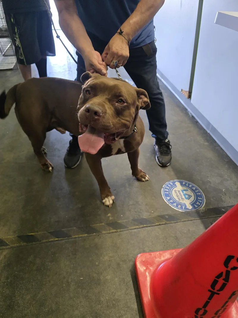 An adult extra large-sized male Pit Bull Terrier dog named Canelo for adoption in Los Angeles, CA