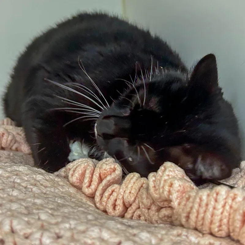 An adult large-sized female Black Domestic Short Hair cat named Dilly for adoption in West Palm Beach, FL