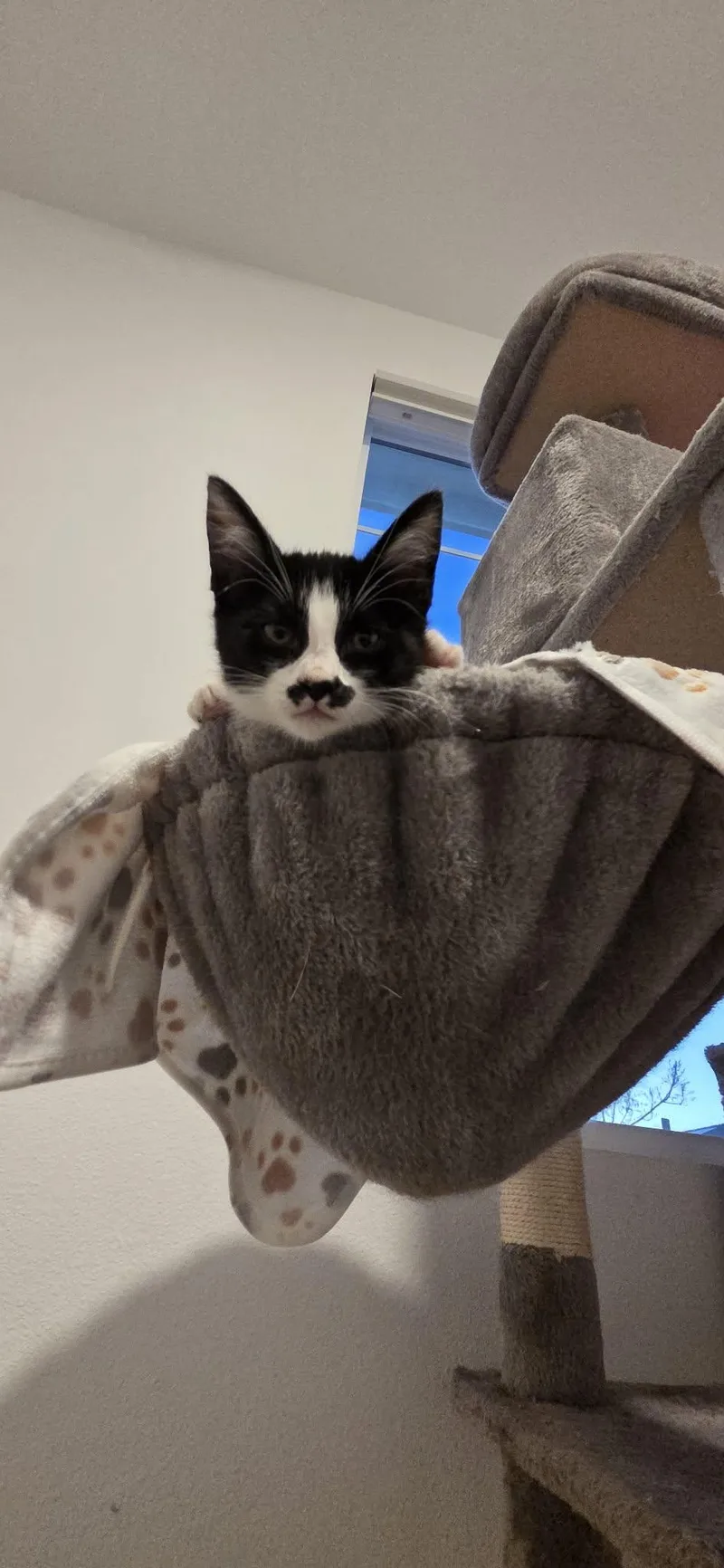 A baby medium-sized female Tuxedo cat named Stache for adoption in Palmdale, CA