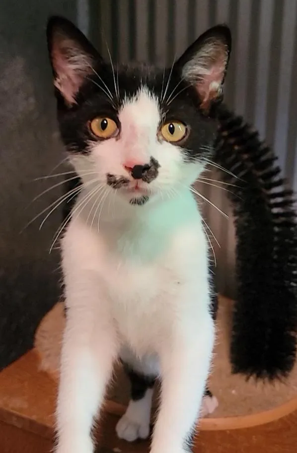A baby medium-sized male Black & White / Tuxedo Domestic Short Hair cat named Burt for adoption in Mount Sterling, KY